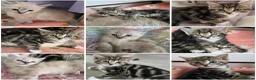 Mixed Breed cats for sale: 🔹️🔹️Lovely Kittens🔹️🔹️Ragdoll x domestic cat.  - Advert 1