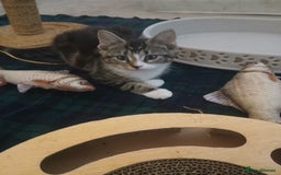 Munchkin cats for sale: Beautiful markings lush coat tabby tuxedo  - Image 34