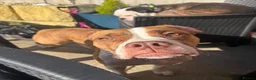 American Bulldog dogs for sale: Female American bulldog - Xena  - Advert 3