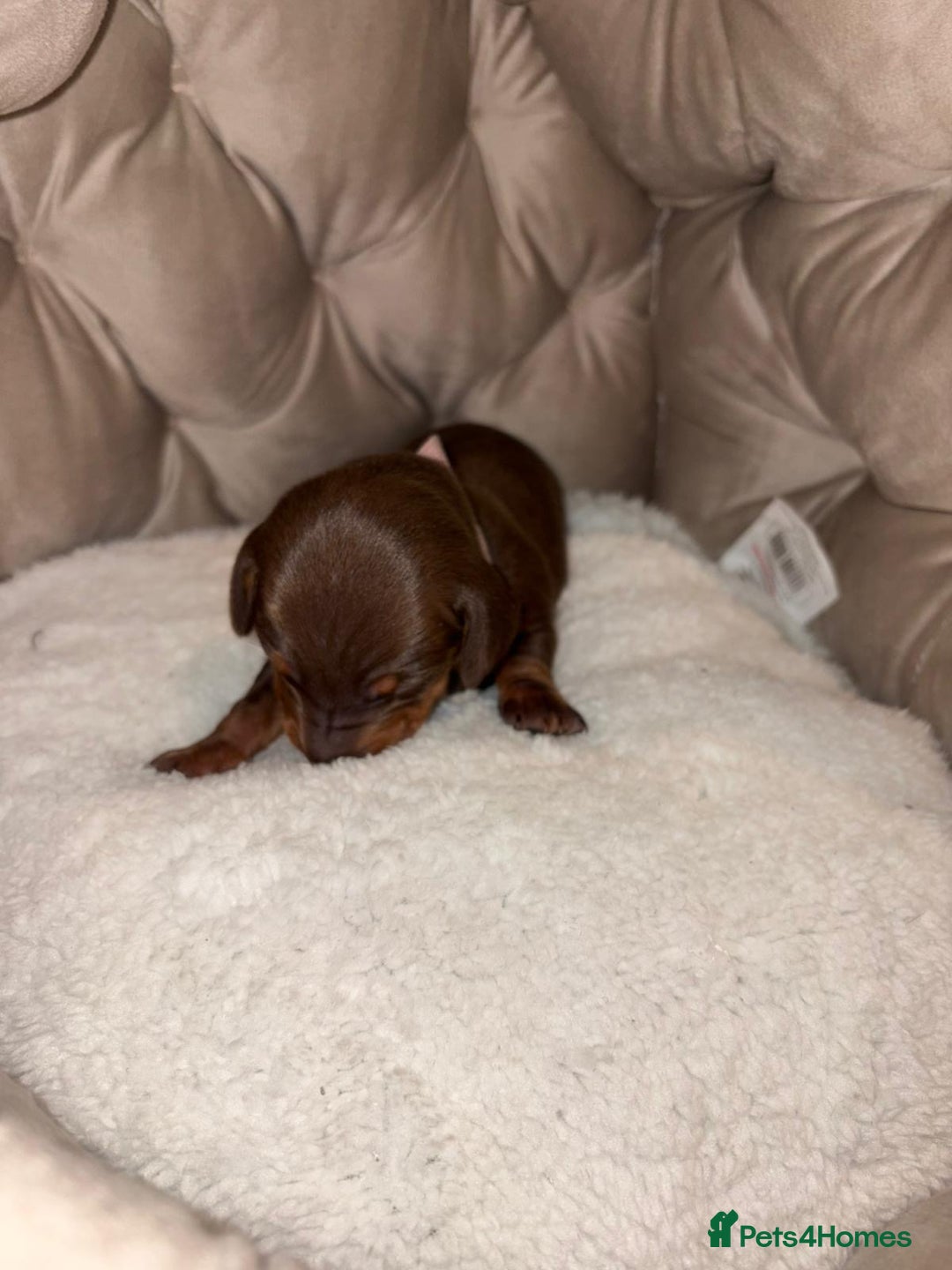 Dachshund dogs for sale: 6 mini dachshunds looking for there forever home  - Advert 6