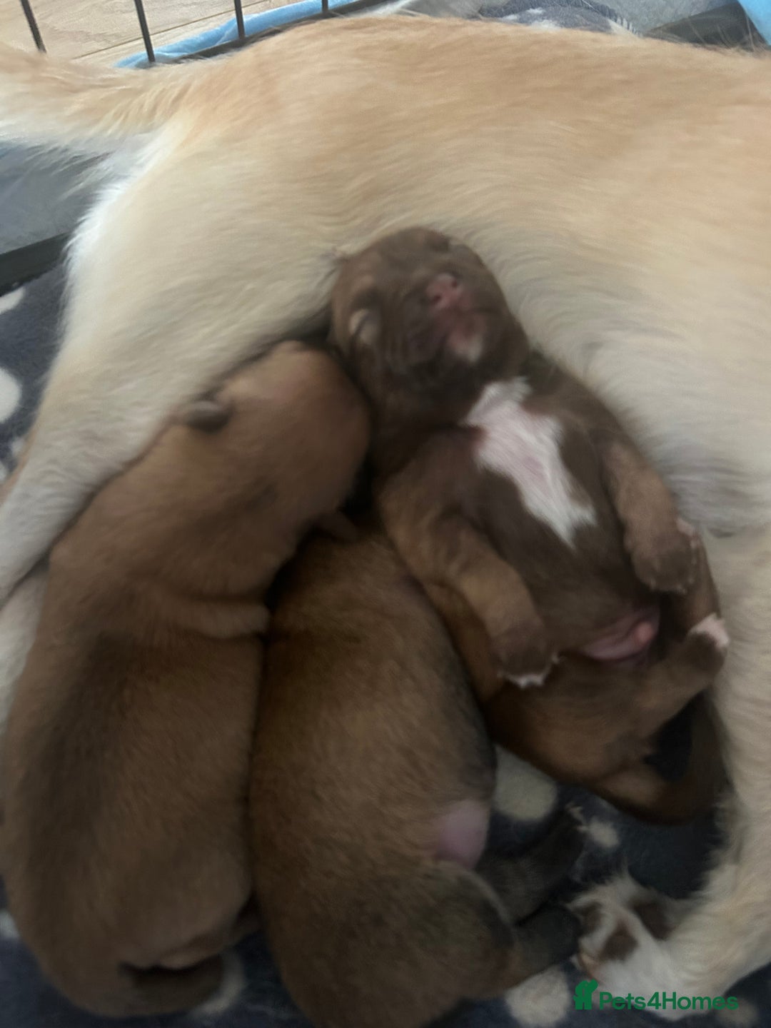 Chihuahua dogs for sale: Chihuahua pups  - Image 8