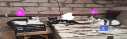 Mixed Breed cats for sale: Friendly farm kittens seeking their forever homes in Gretna - Advert 10