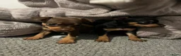 Miniature Pinscher dogs for sale: Beautiful 5generation pedigree min pin pupp - Advert 18