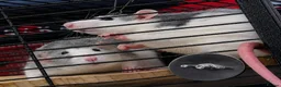 Rat rodents for sale: Two sweetest female rats with large enclosure  - Advert 1