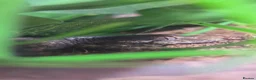 Chameleon reptiles for sale: 2 gargoyle gecko babys - Advert 5