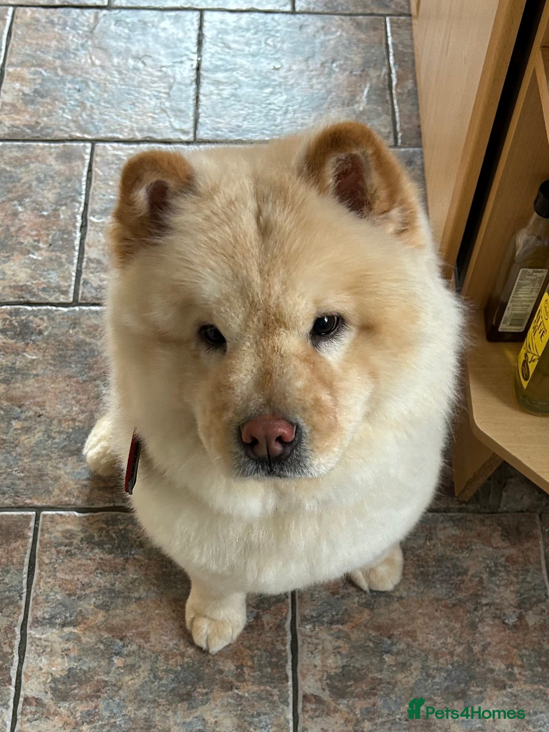 Chow Chow dogs Female Chow Chow  - Advert 5