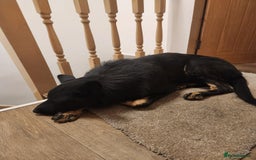 German Shepherd dogs for sale: Girls - Image 4