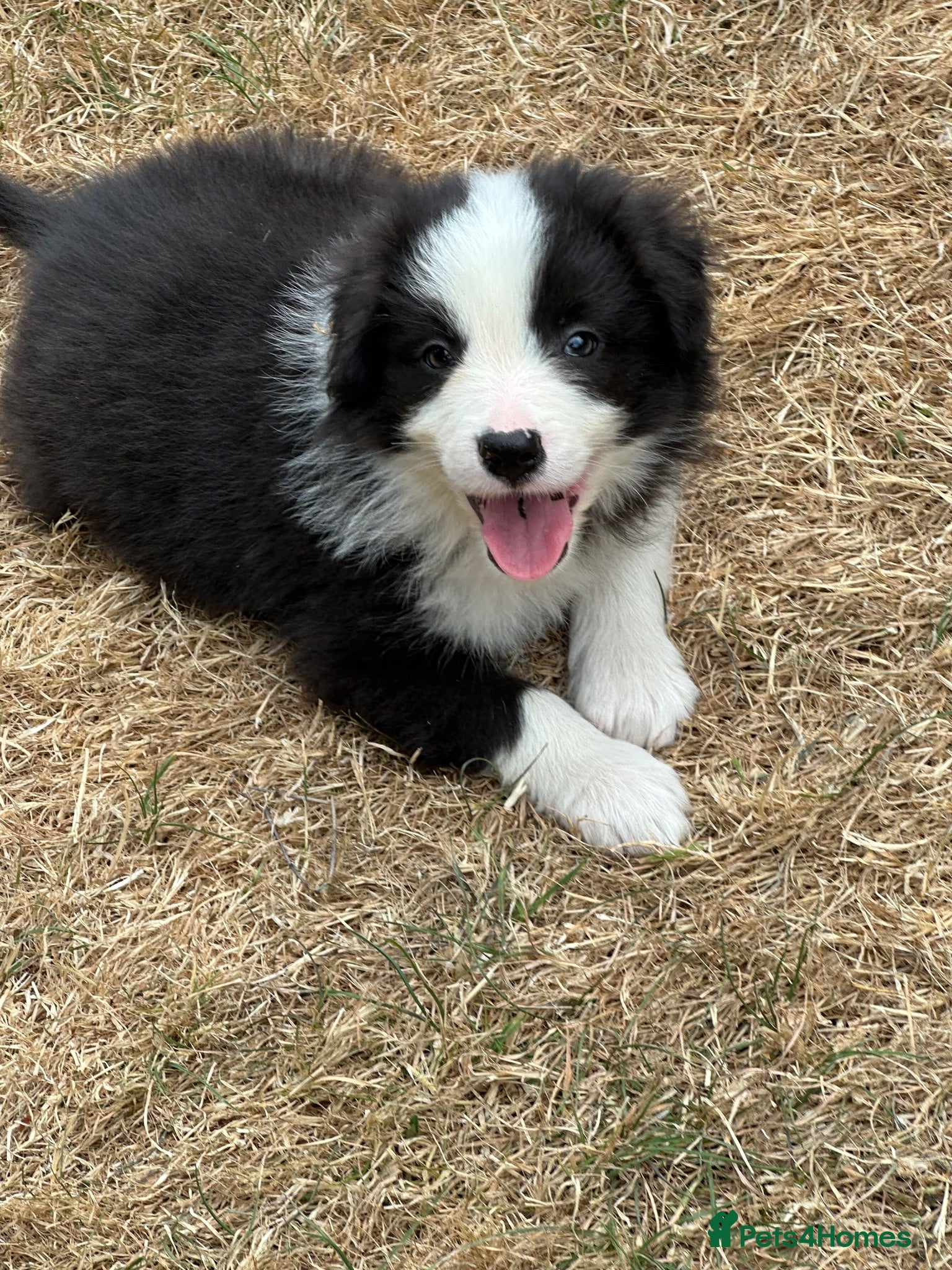 Border Collie dogs Last boy available - Advert 1