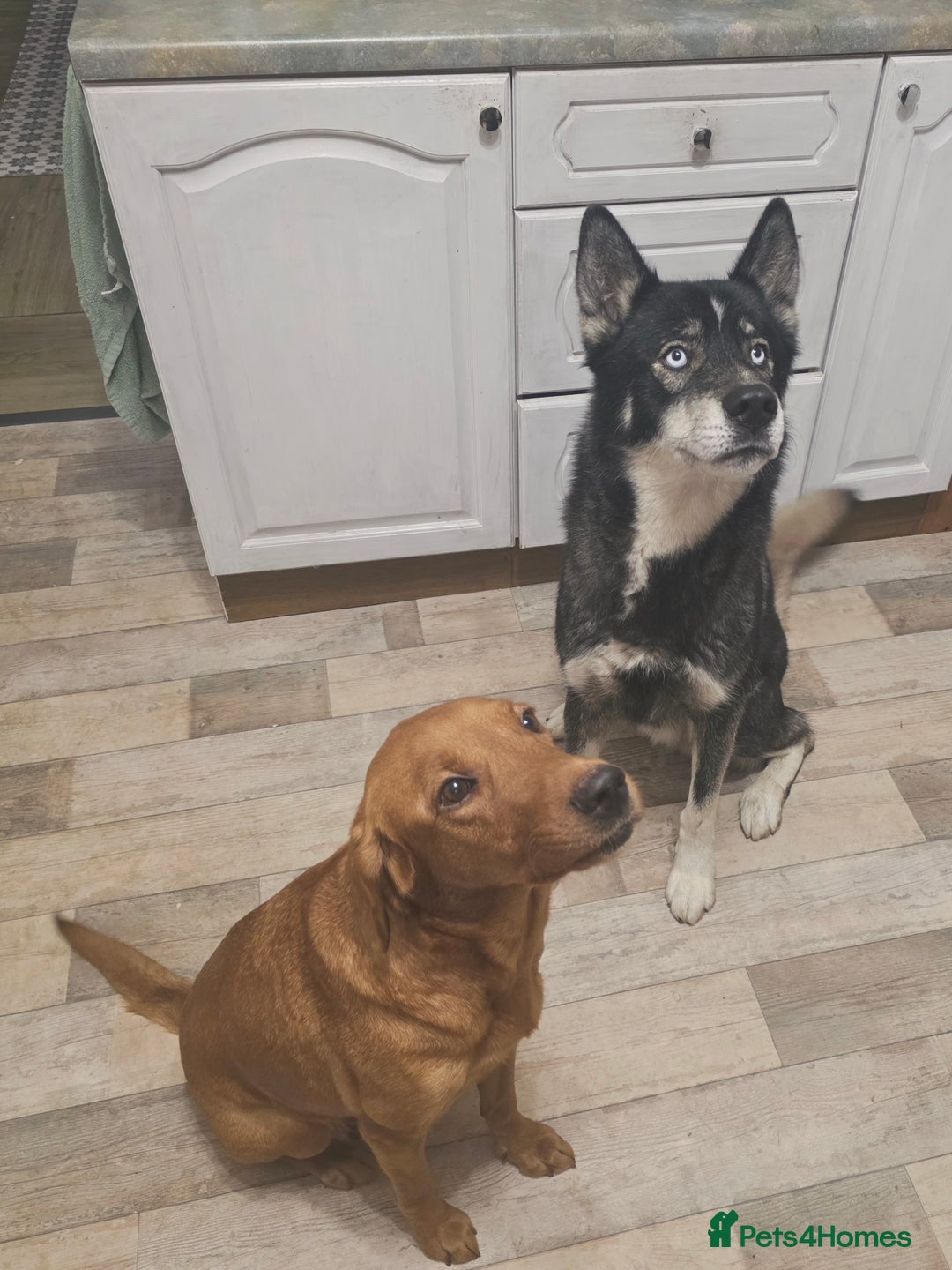 Mixed Breed dogs for sale: STUNNING RED FOX LABRADOR X SPECIAL SIBERIAN HUSKY - Advert 40