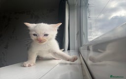 Mixed Breed cats for sale: Mixed kittens for sale - Image 16