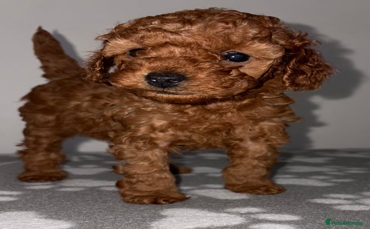 Cockapoo dogs - Advert 3