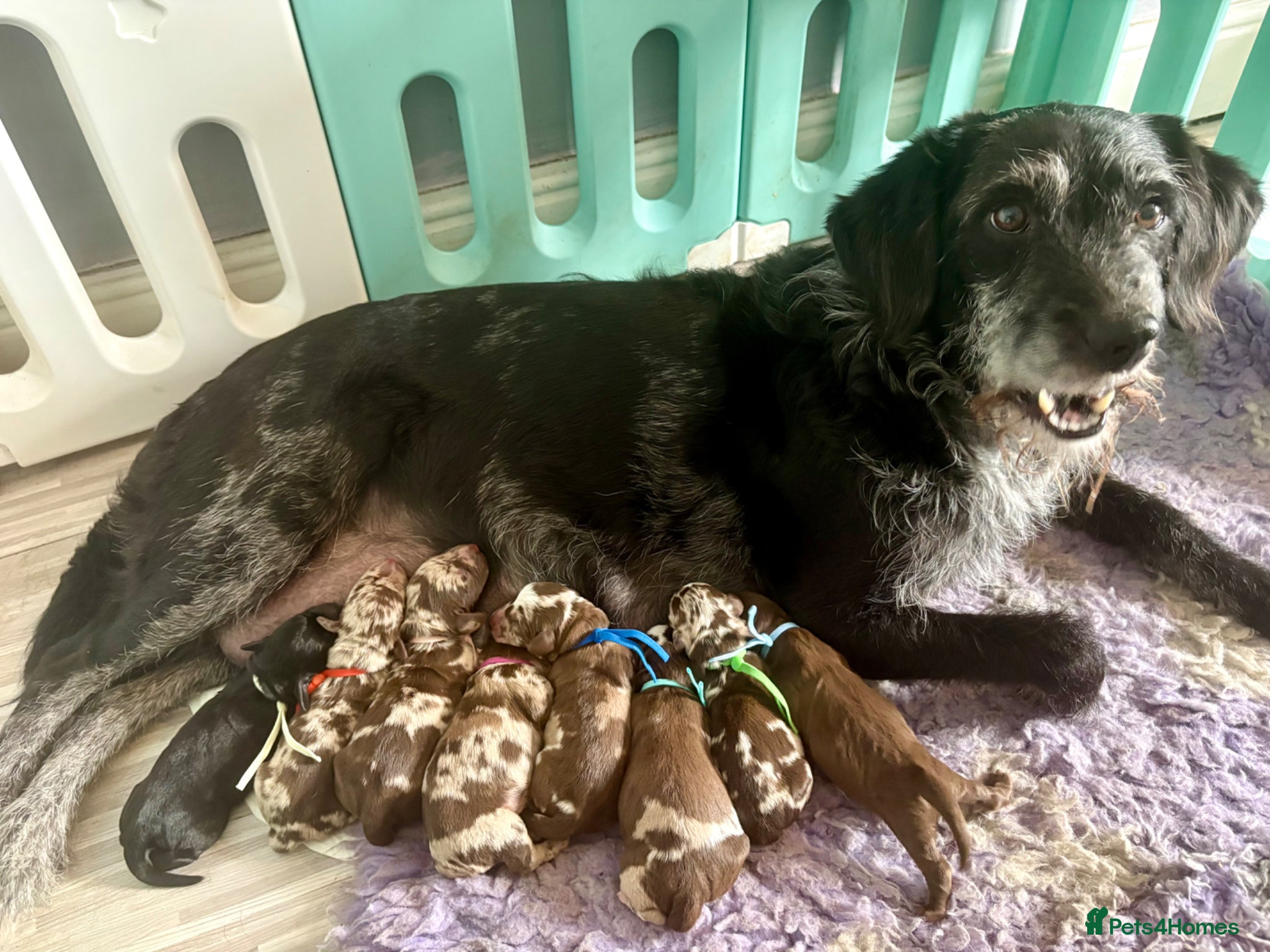 Labradoodle dogs for sale: Stunning Rare Tri Merle labradoodles 🐾 - Advert 2