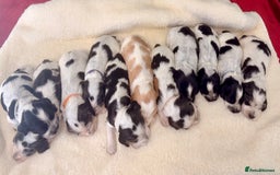 Cocker Spaniel dogs for sale: 🖤🤍 KC REG Show Cocker Spaniel Puppies For Sale - Advert 8