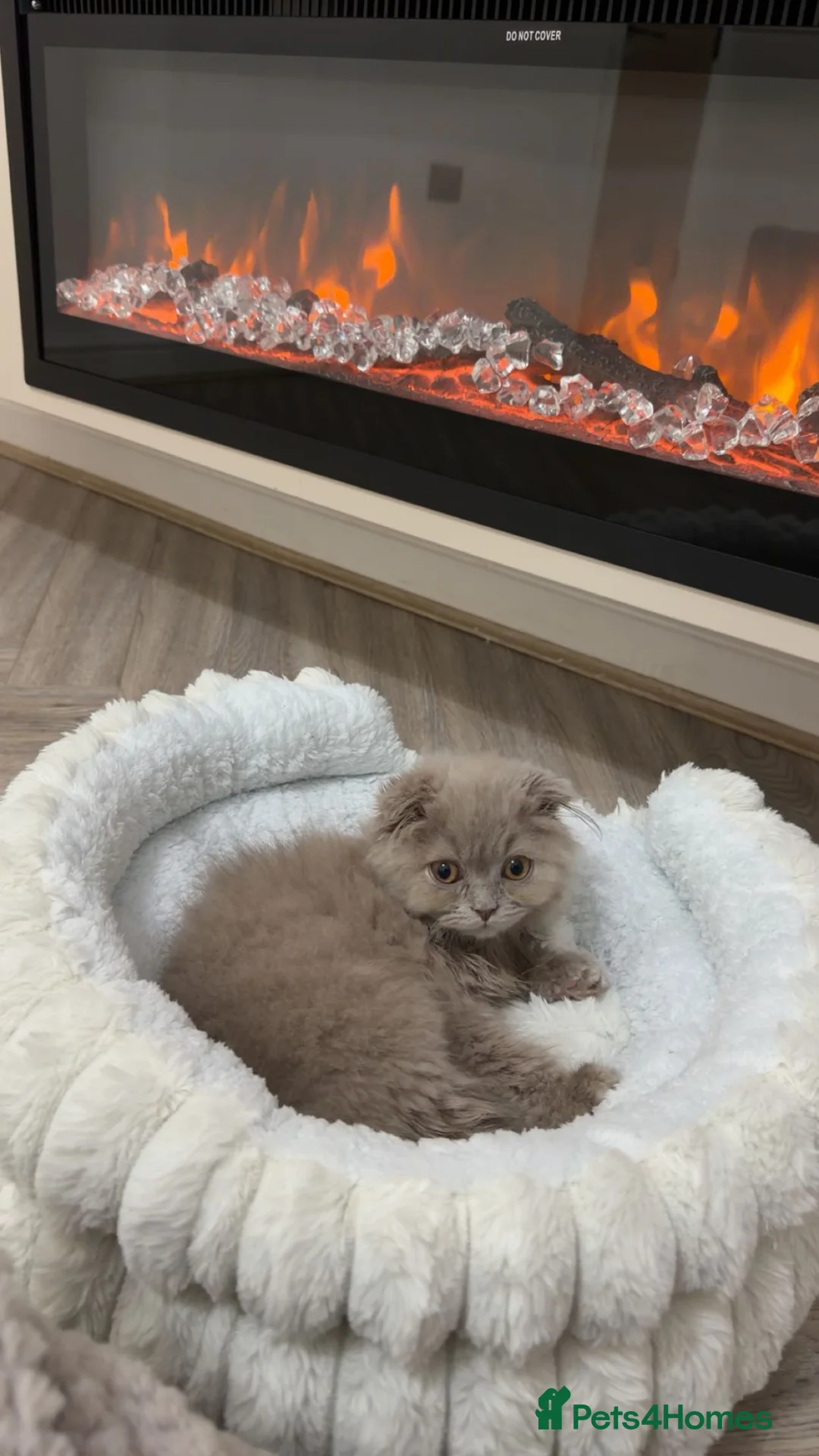 Mixed Breed cats for sale: Scottish fold British long hair mix  in Rochdale - Advert 2