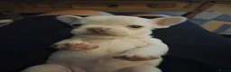 French Bulldog dogs for sale: French bulldog puppies  in Ebbw Vale - Advert 6