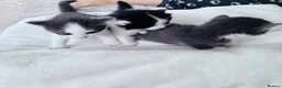 Mixed Breed cats for sale: Four Beautiful Kittens - Advert 13