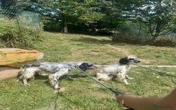 English Setter dogs for adoption: Cookie - Image 11