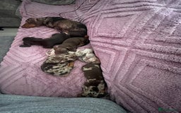 Dachshund dogs for sale: Beautiful miniature dachshunds  - Image 33