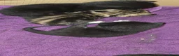 Mixed Breed cats for sale: 7 kittens, Mackerel, ghost marked, blotchy tuxedo - Advert 8