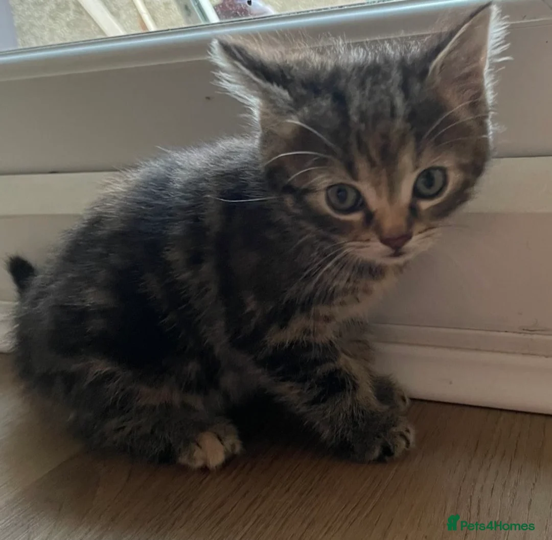 British Shorthair cats for sale: Tabby kittens for sale  - Advert 4