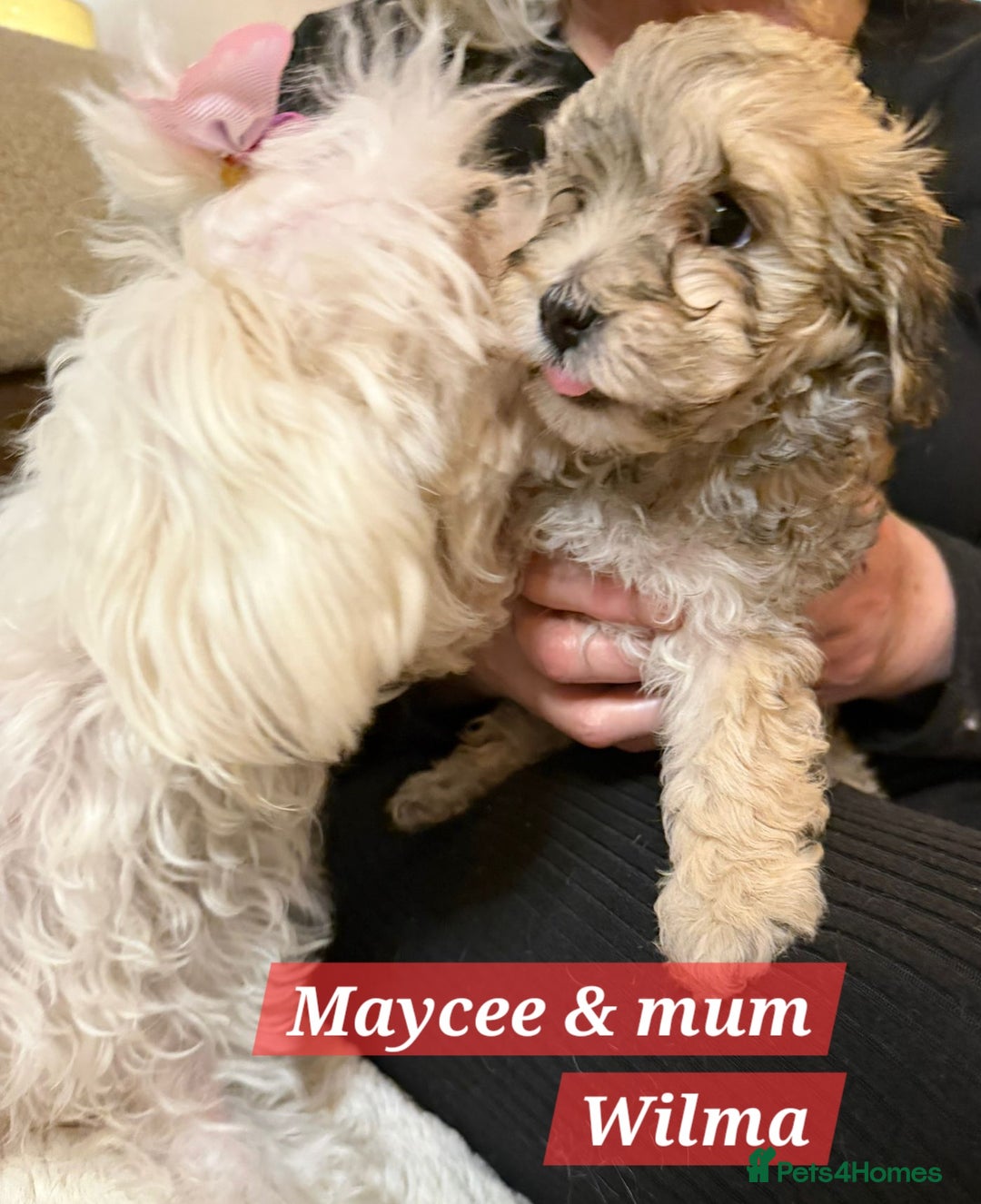 Maltipoo dogs for sale: Multipoo - Advert 6