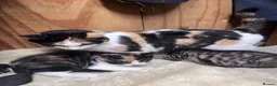 Mixed Breed cats for sale: Beautiful tabby and white kitten  - Advert 1