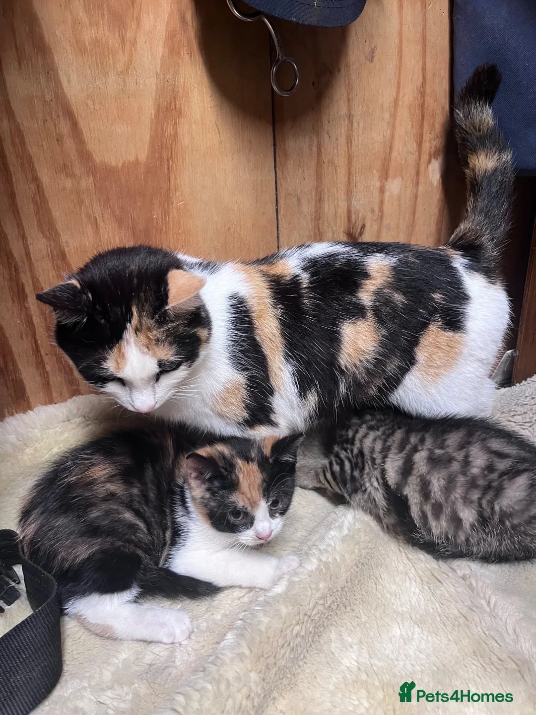 Mixed Breed cats for sale: Beautiful tabby and white kitten  - Advert 1