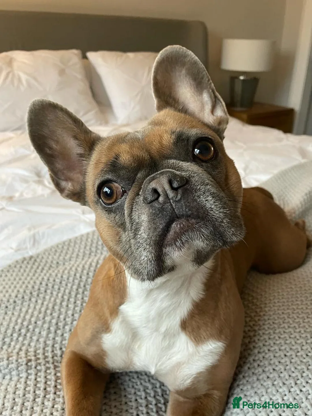 French Bulldog dogs for sale: Bailee French Bulldog - Advert 7