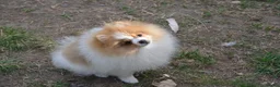 Pomeranian dogs for sale: PACO - Beautiful Pomeranian Boy - Advert 16