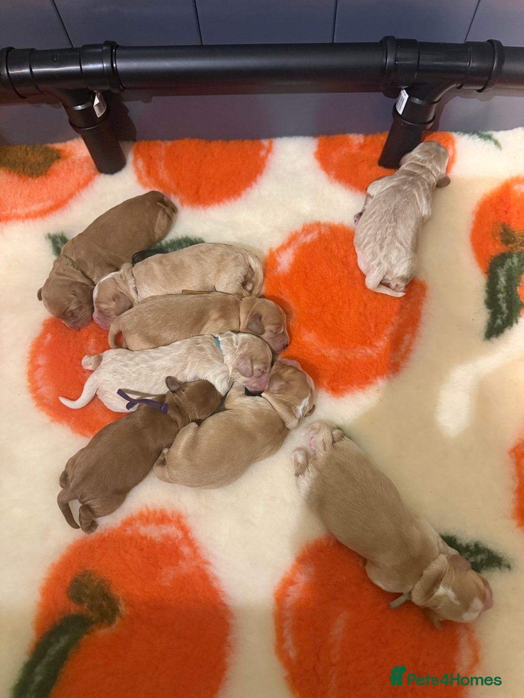 Australian Labradoodle dogs for sale: Multigen Australian Labradoodle Puppies Available! - Advert 11