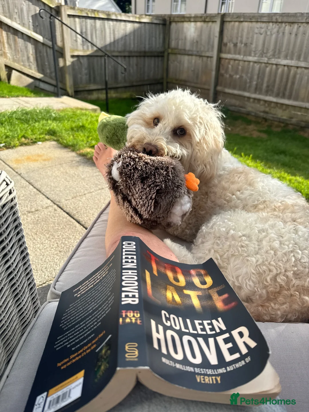 Cockapoo dogs for sale: Cockapoo Age 2 - Bear in Plymouth - Advert 4