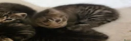 Mixed Breed cats for sale: 3 beautiful gray tabby kittens  in Doncaster - Advert 20