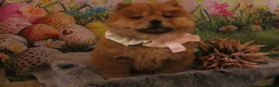 Chow Chow dogs for sale: Beautiful Chow girls available now  - Advert 14