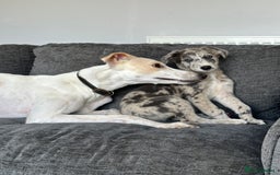 Lurcher dogs for sale: Lurcher Bitch 11 weeks old  - Image 5