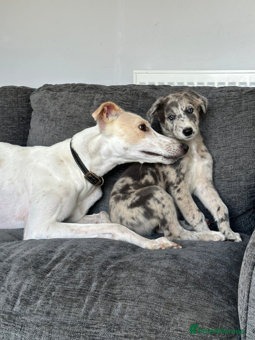 Lurcher dogs for sale: Lurcher Bitch 11 weeks old  - Image 5