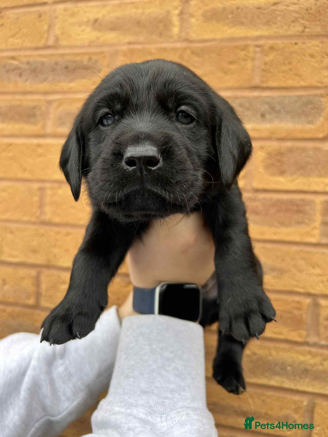 Labrador Retriever dogs for sale: 4 Black Chunky Males - Advert 5