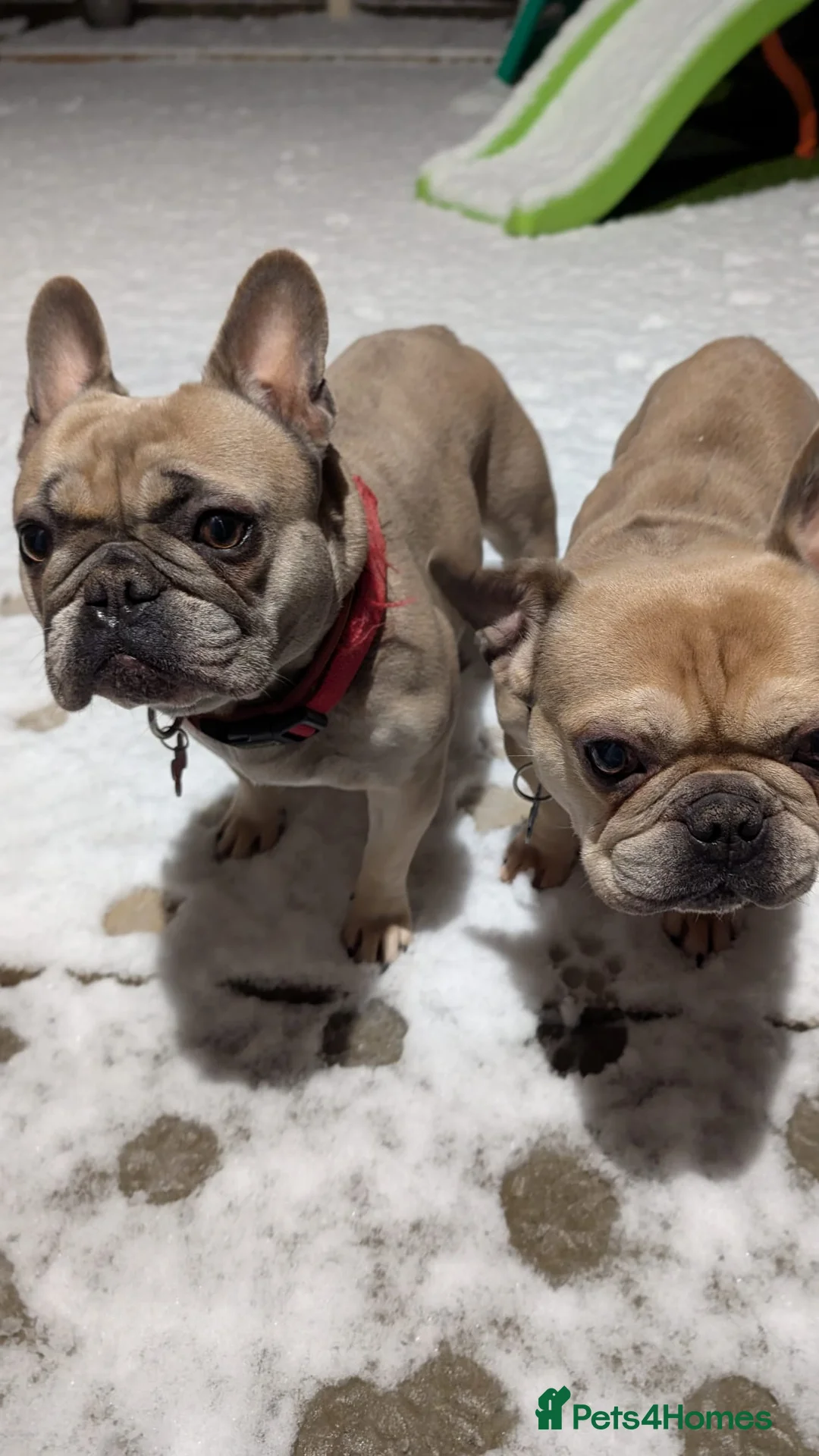 French Bulldog dogs for sale: 5 year old female French Bulldog in Runcorn - Advert 2