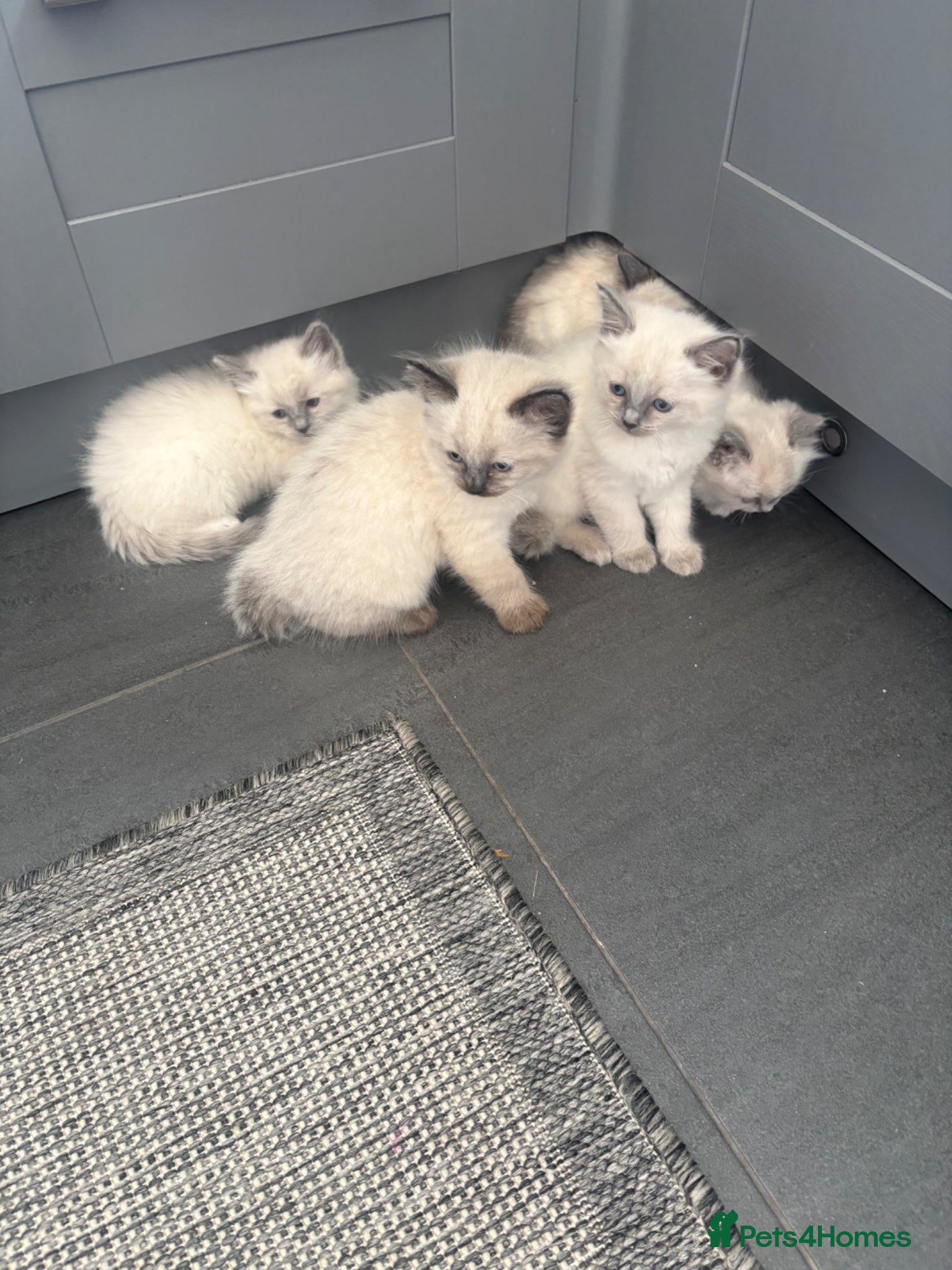 Ragdoll cats for sale: Ragdoll kittens in Romford - Advert 6
