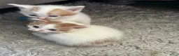 Mixed Breed cats for sale: Two white and ginger stunning Boys  in Ashford - Advert 4