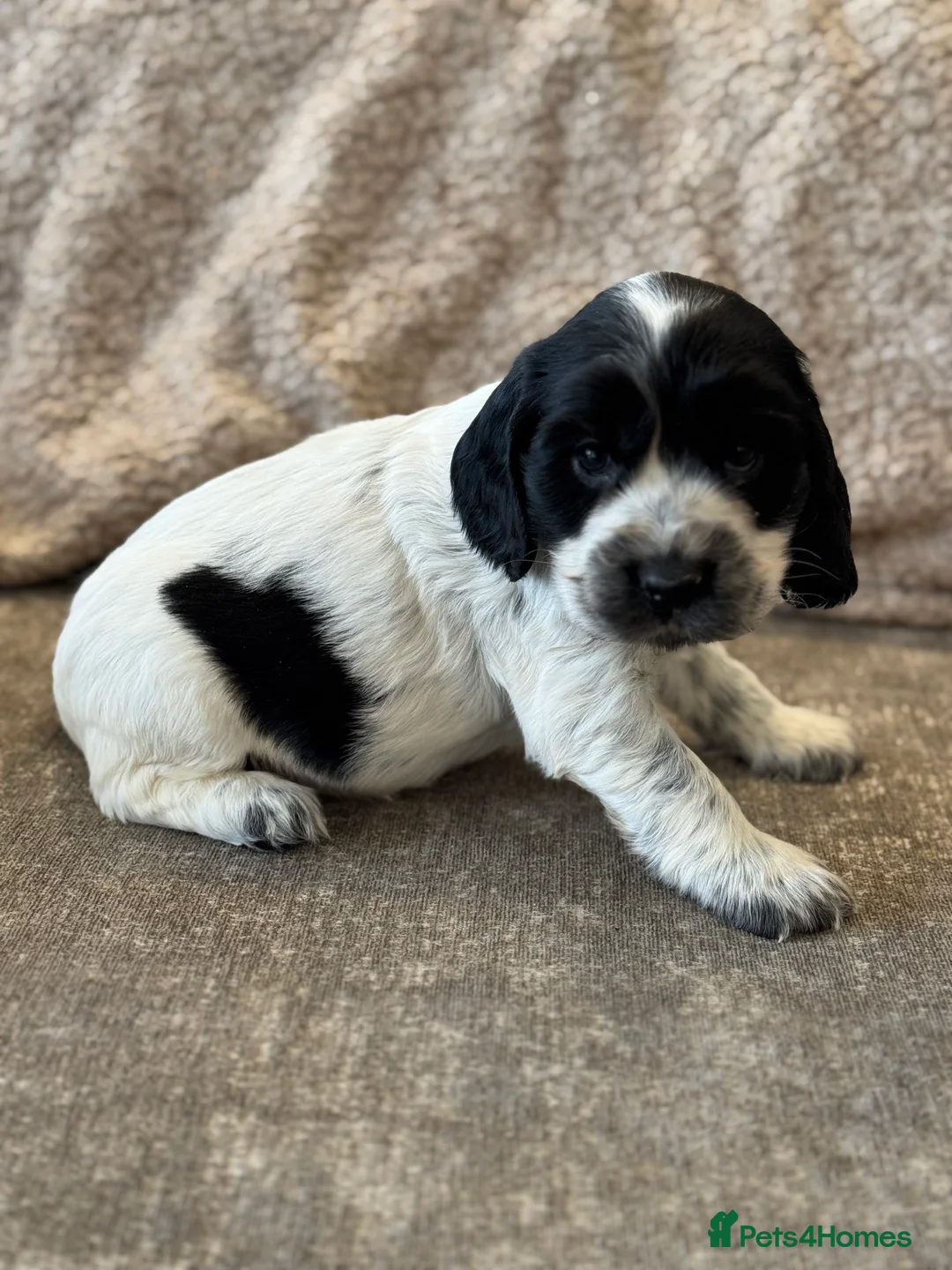 Cocker Spaniel dogs for sale: 100% SHOWTYPE COCKERS KC REGISTERED HEALTH TESTED  - Advert 15