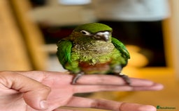 Parrots birds for sale: Adorable Hand-Reared Baby Conures – 10 Weeks Old - Image 7