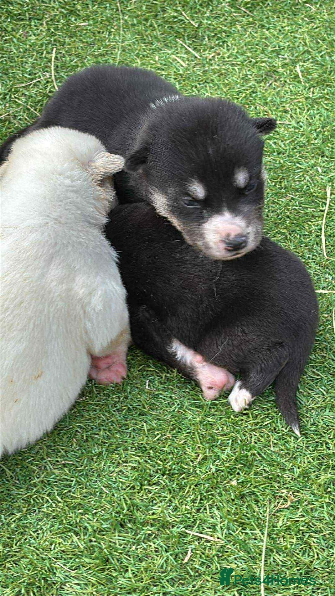 Siberian Husky dogs for sale: husky - Image 5