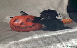 Jackapoo dogs for sale: 2 Toy poodle 3/4 Boys - Image 16