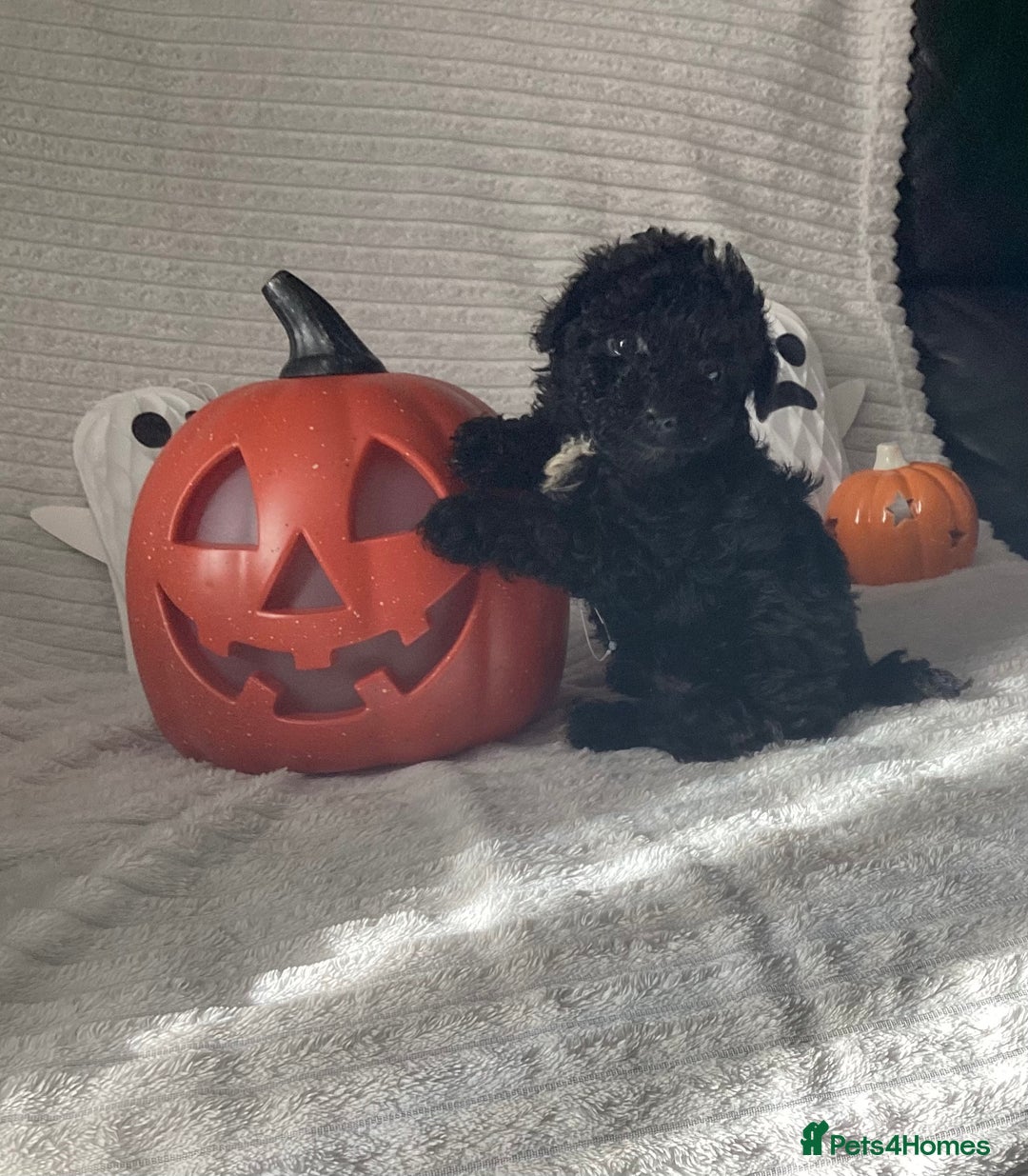Jackapoo dogs for sale: 2 Toy poodle 3/4 Boys - Image 16