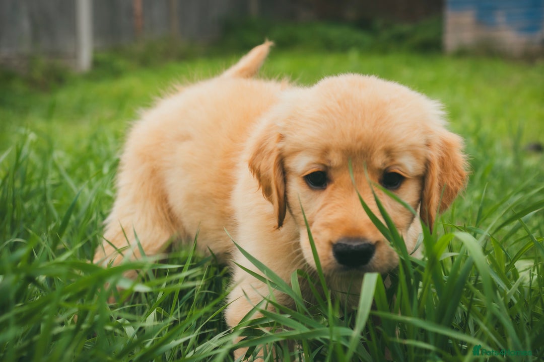 Golden Retriever dogs for sale: Ready now Golden Retriever Puppies KC Dad  - Image 30