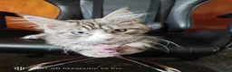 Maine Coon cats for sale: Maine coon Blue eyes + Long Hair - Advert 9
