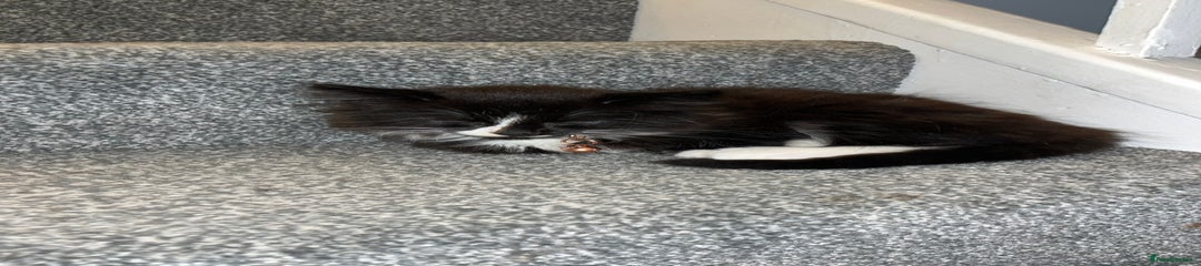 British Longhair Kitten 1