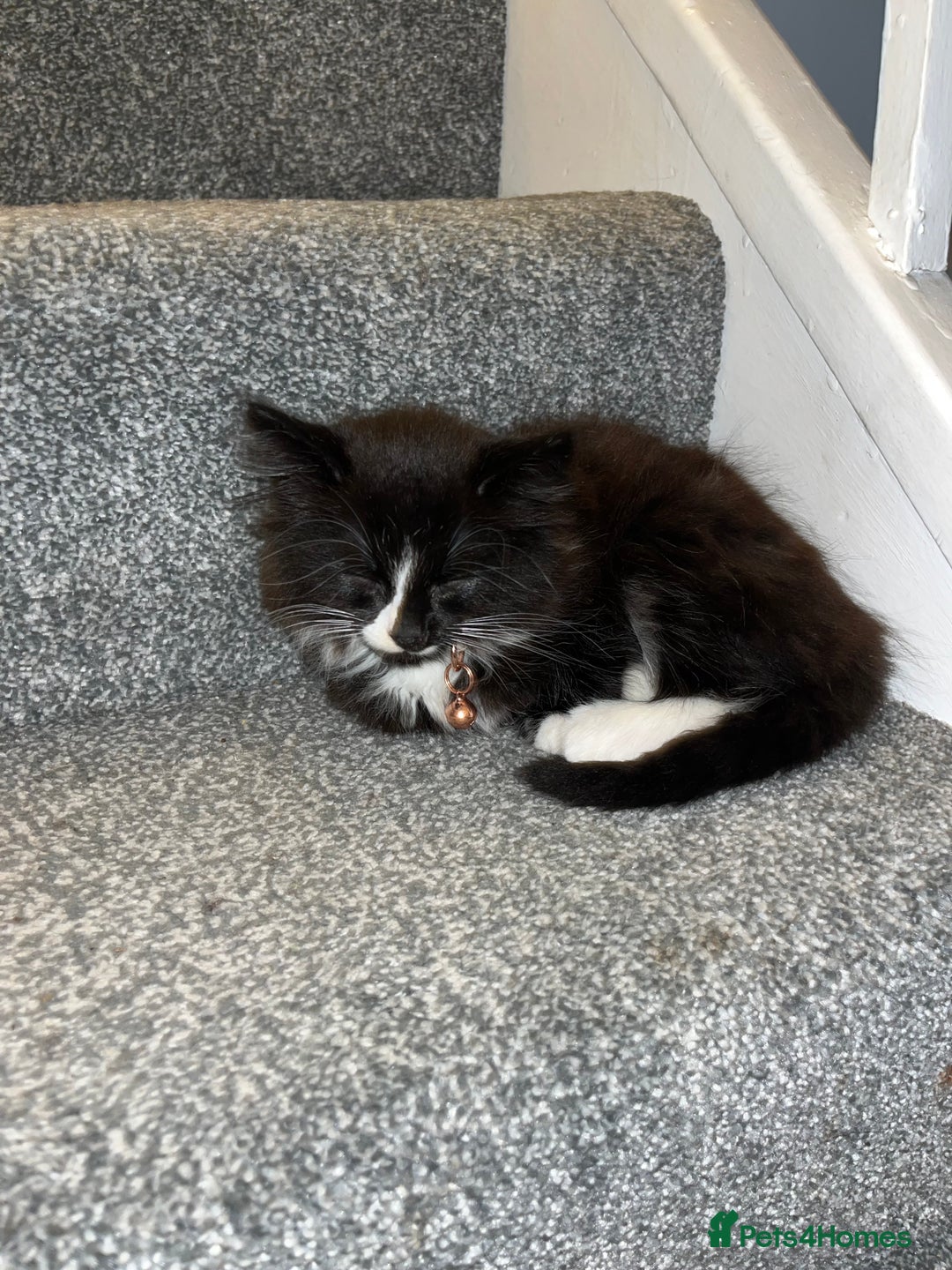 British Longhair cats for sale: 3 beautiful kittens for sale (ready to leave asap) - Image 6