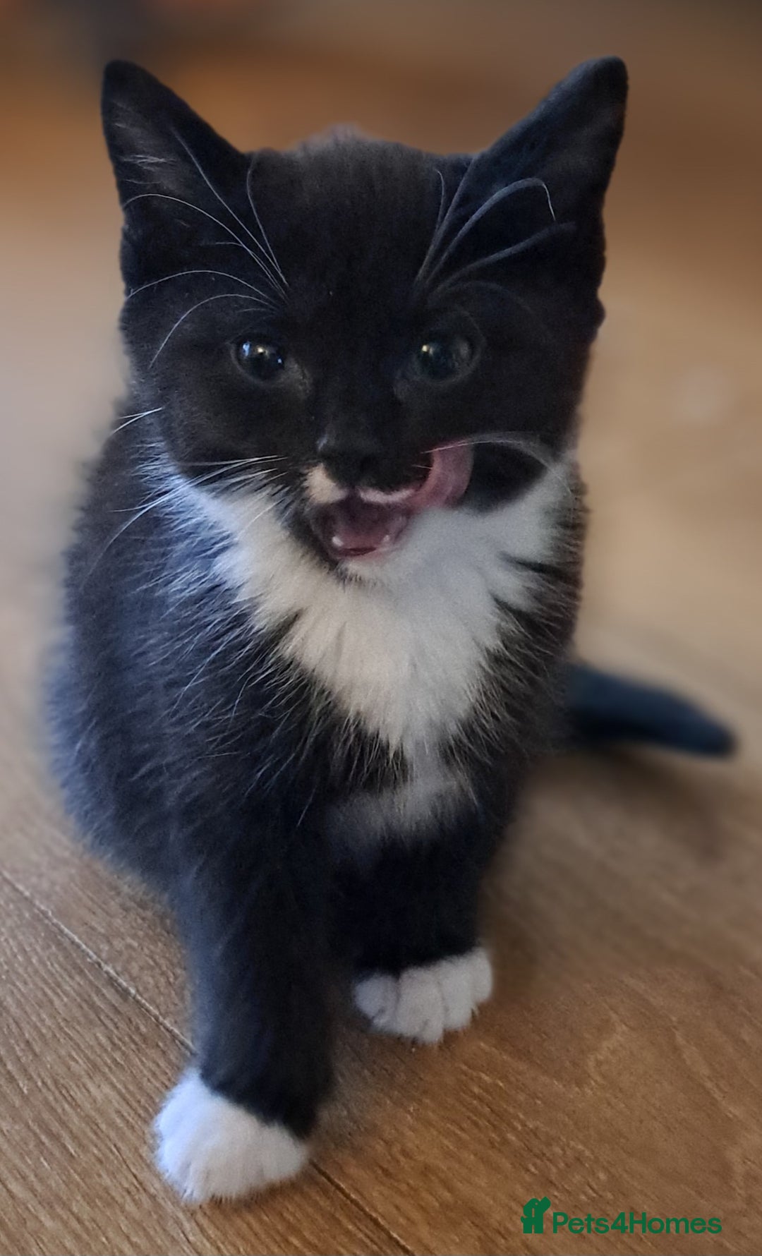 Mixed Breed cats for sale: Gorgeous Cross Kittens 🌟 - Advert 10