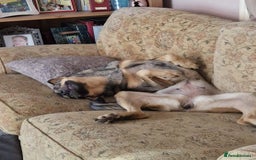 Mixed Breed dogs for adoption: Lovely Lorena  - Image 4